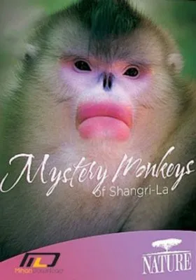 Paslaptingos Šangri La beždžionės
